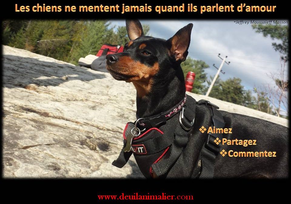 Citation Chien Archives Lynne Pion Deuilvieresilience