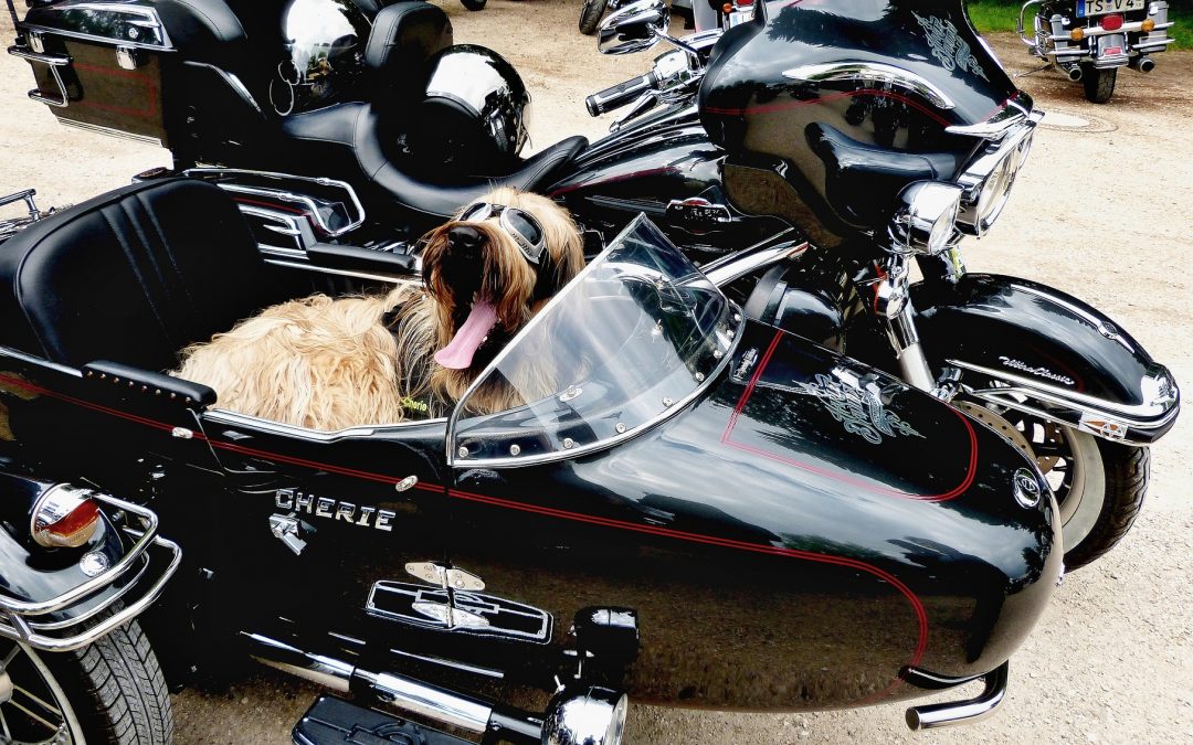 Bien plus qu'un animal de compagnie…Les chiens à moto, des souvenirs en banque