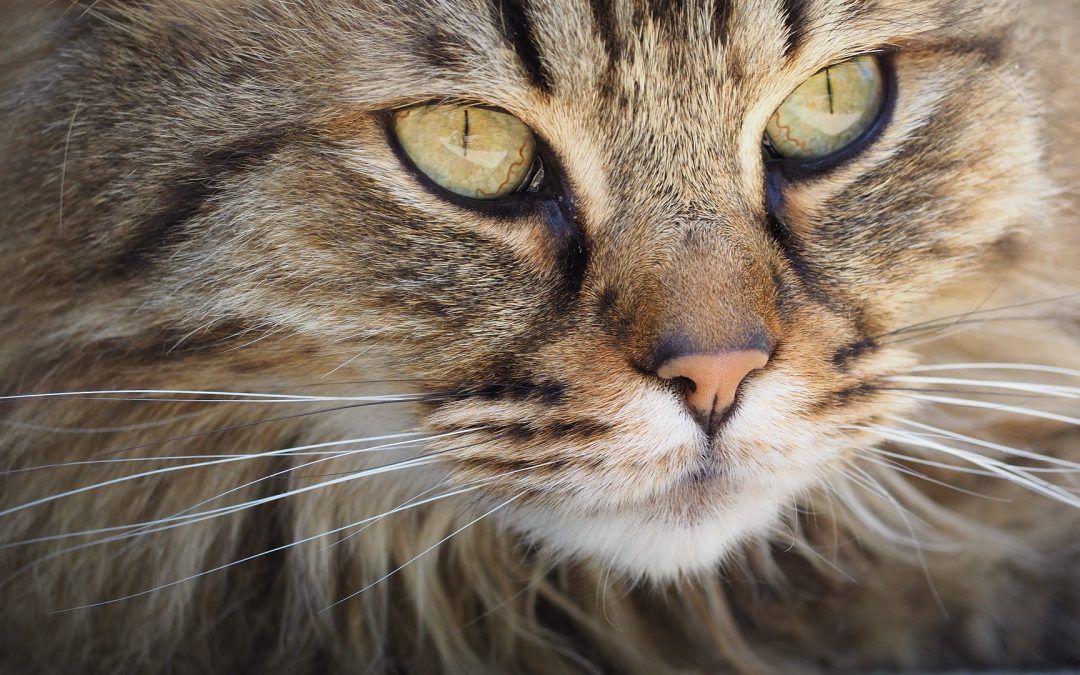 Thula est plus qu'un chat de thérapie, il est son meilleur ami